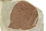 Fossil Leaf (Davidia) - Montana #190438-1